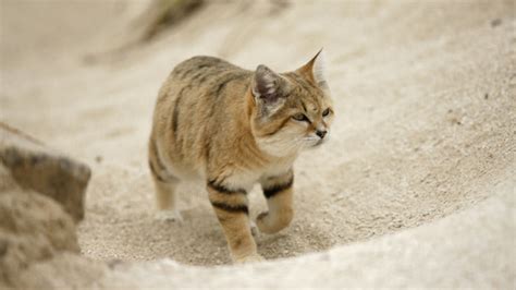 Desert Cats Betano