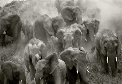 Elephant Stampede NetBet