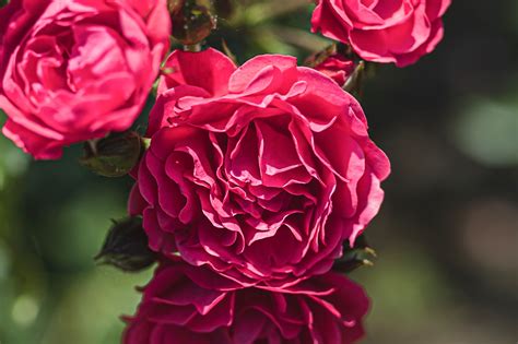 English Rose 1xbet