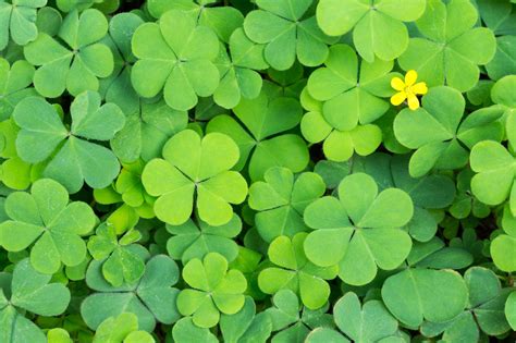 Field Of Clovers Betsson