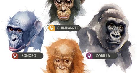 Great Apes Betfair