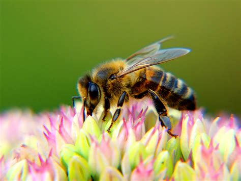 Honey Bees Betfair