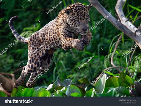 Jumping Jaguar Betano