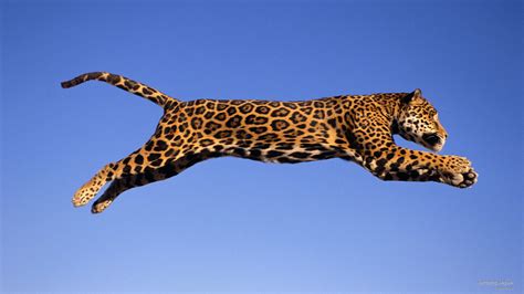 Jumping Jaguar Parimatch