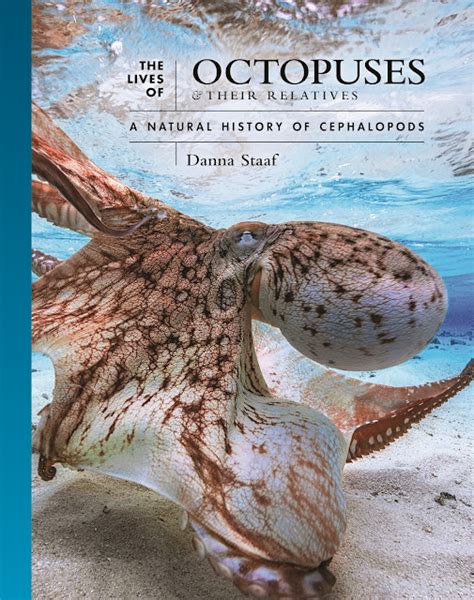 Octopus Life Review 2024