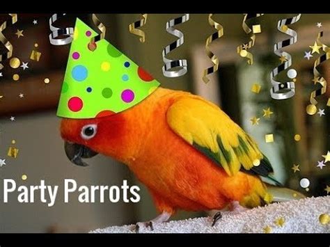 Party Parrot Betano