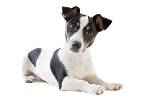 Preto e branco filhotes de jack russell