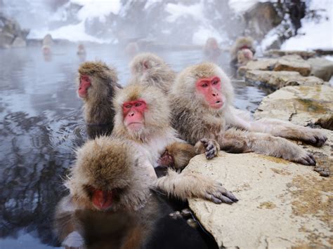 Snow Monkeys LeoVegas