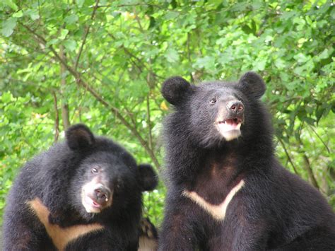 Taiwan Black Bear LeoVegas